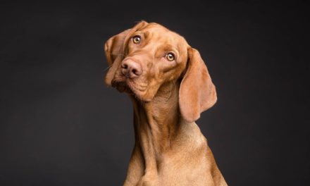 La laxitud en las articulaciones de los perros está relacionada con la angustia
