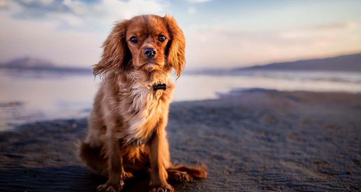 Nueve razones para proteger a tu perro de la leishmaniasis