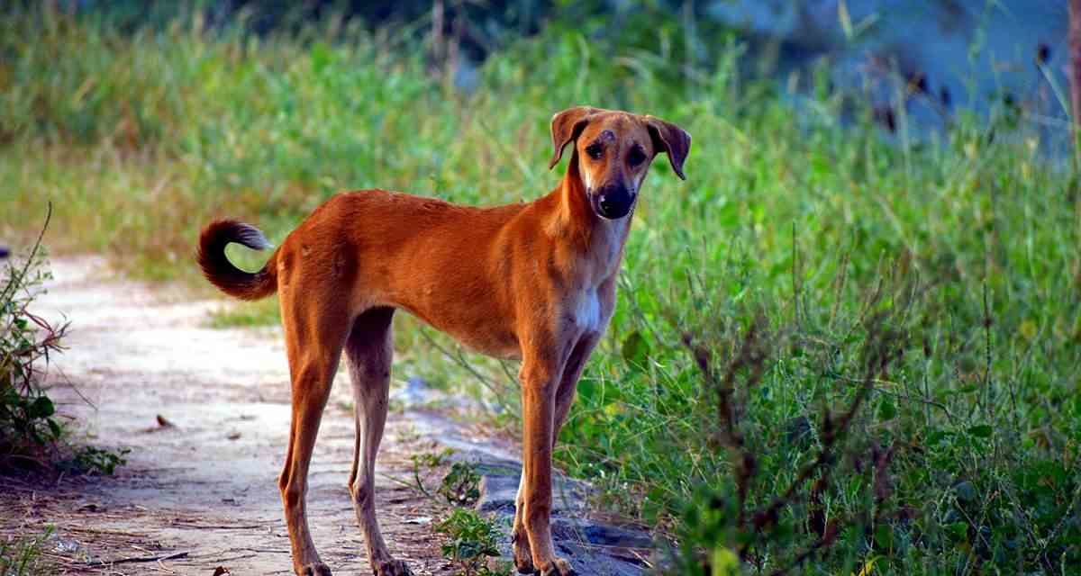 El perro tratado con insecticida reduce la transmisión de leishmaniasis a humanos