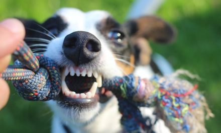 Cepillar los dientes a tu perro: ¿sirve de algo?