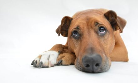 Alzheimer canino: cómo detectar si nuestro perro lo padece