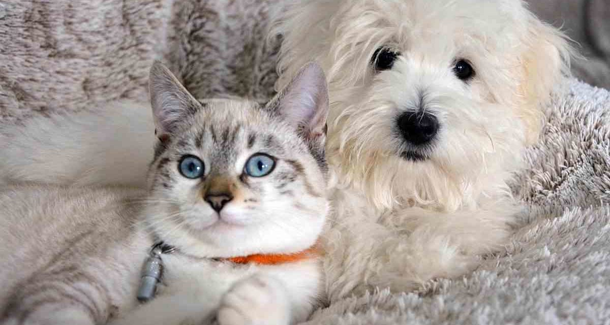Gatos, perros o humanos, ¿quién manda en casa?