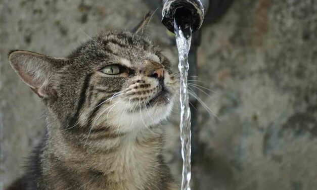 ¿Por qué los gatos prefieren beber agua del grifo?