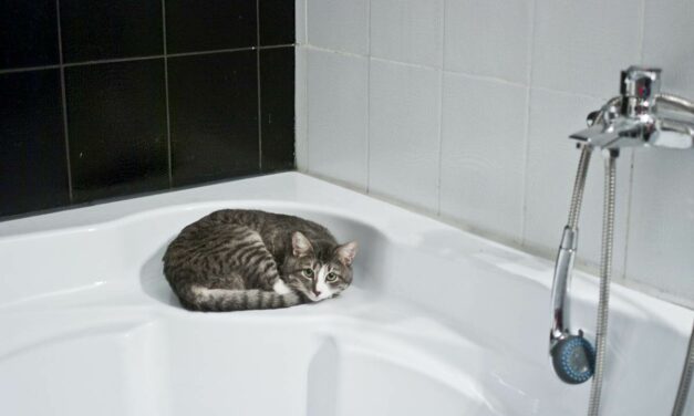 ¿Pensando en bañar a tu gato? No lo hagas