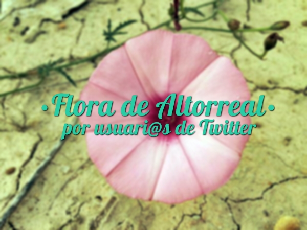 Flora de Altorreal