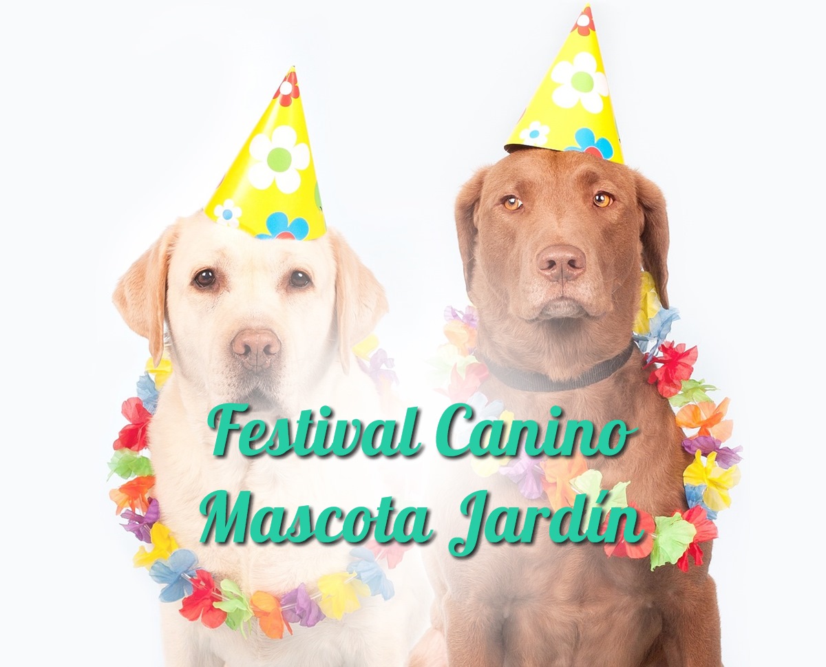 Festival Canino