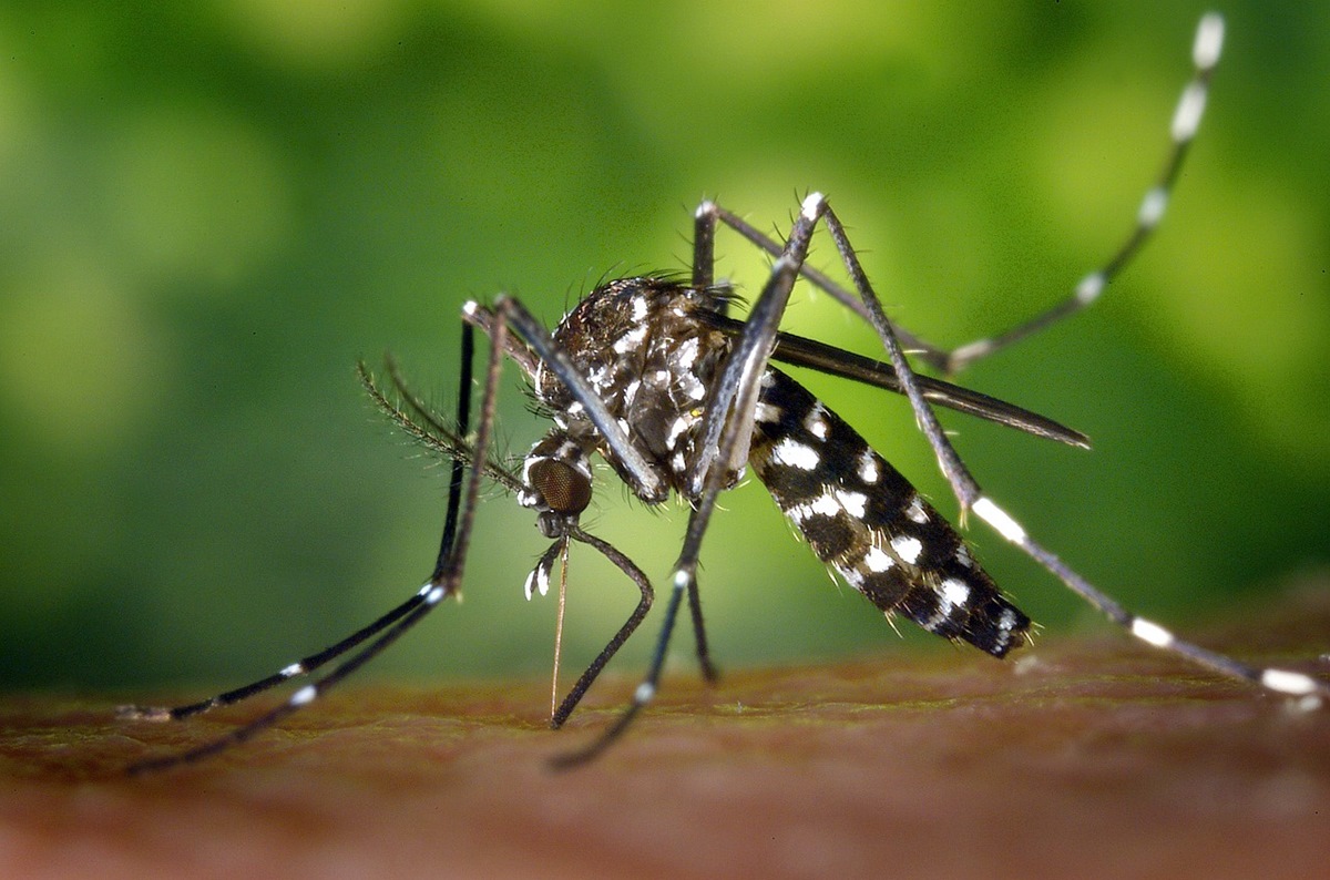 Precaución: mosquitos en Altorreal