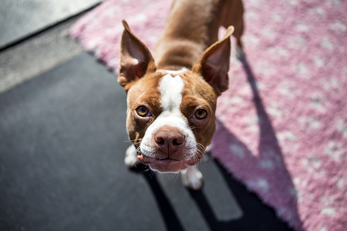 Por qué los perros resisten a las enfermedades priónicas