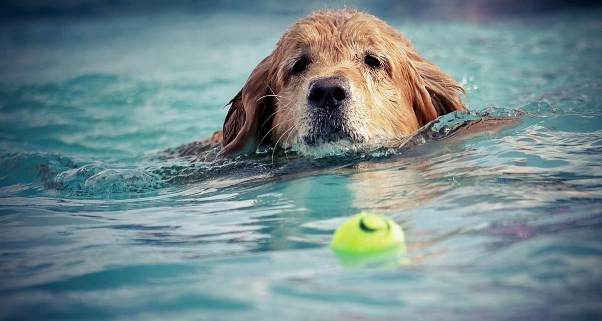 Cuidados de tu perro ante el calor