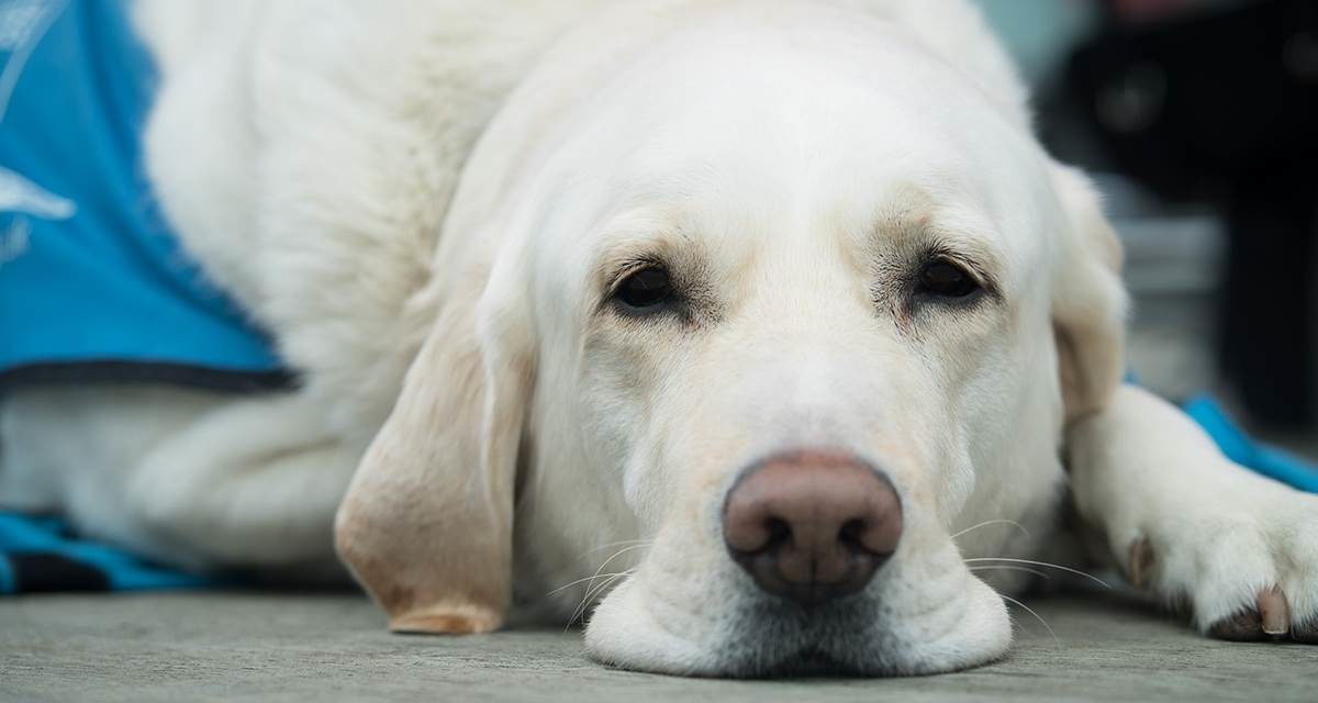 La ONCE realizará una exhibición de perros guía