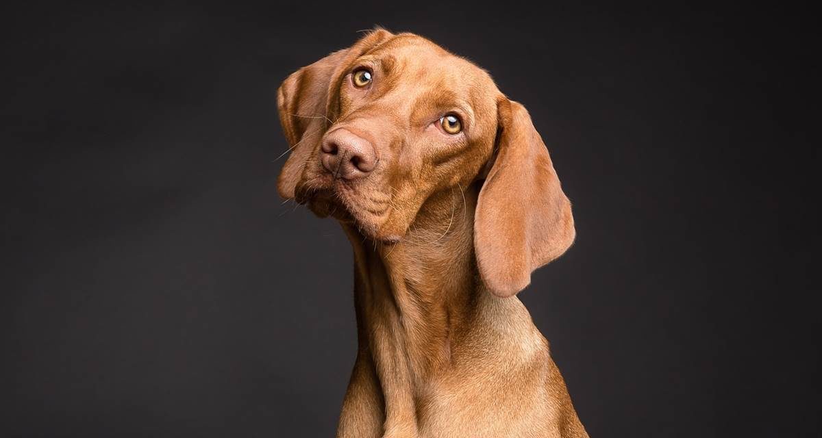 La laxitud en las articulaciones de los perros está relacionada con la angustia