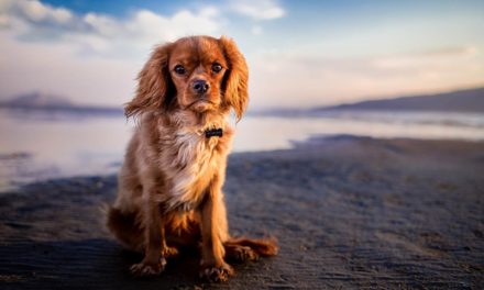 Nueve razones para proteger a tu perro de la leishmaniasis