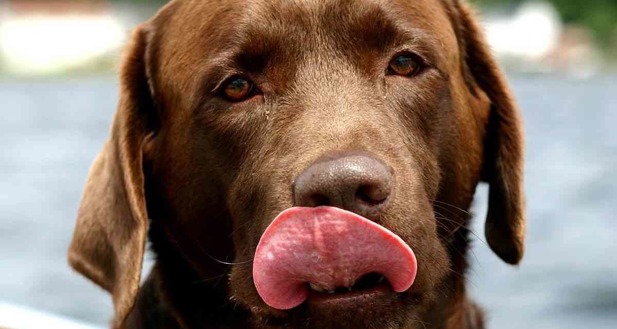 Por qué tu labrador solo piensa en comer