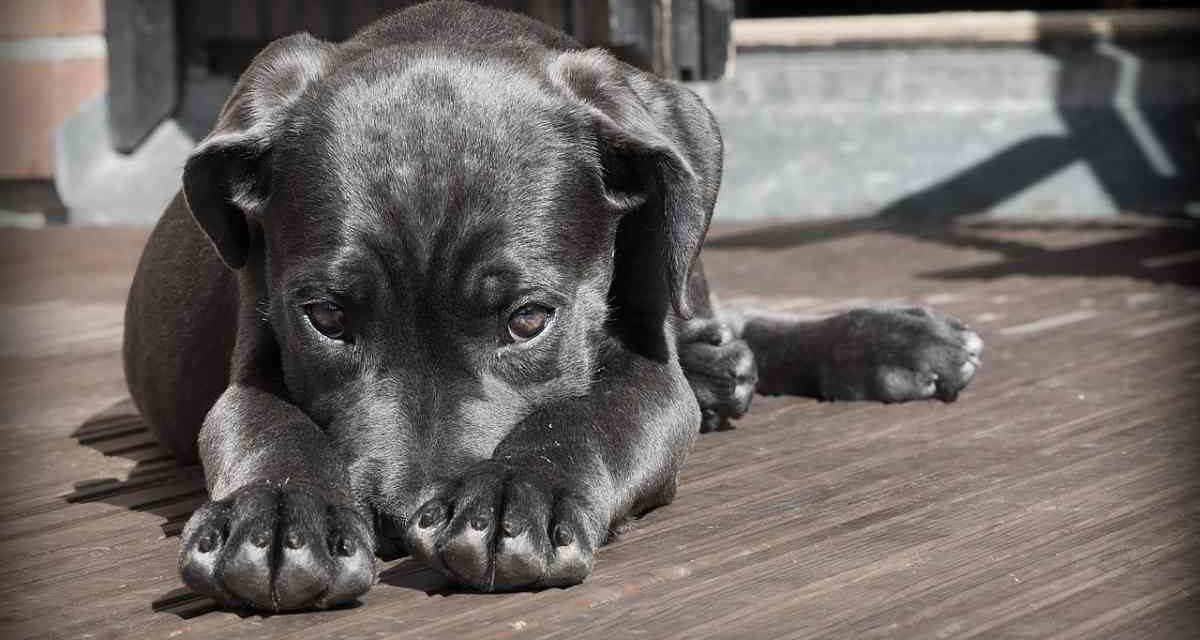 Un fármaco para que los perros no pasen miedo con los fuegos artificiales