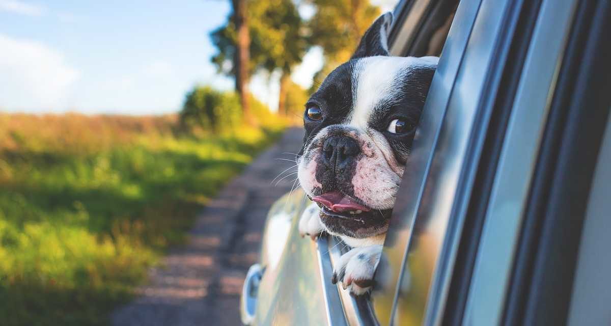 Cuatro claves para irte de vacaciones con tu mascota