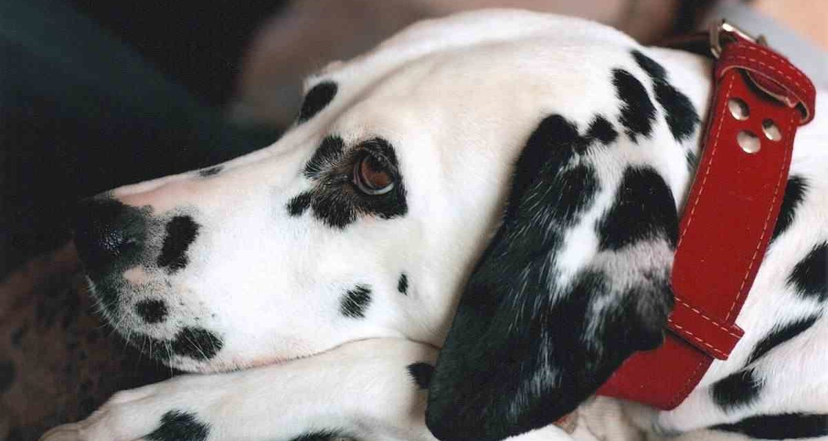 Cómo elegir el collar y la correa para tu perro