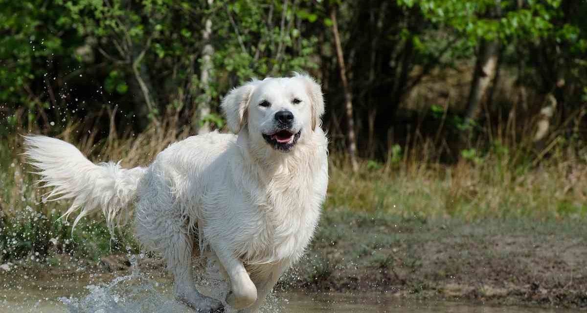 Los ocho grandes peligros para la salud de tu perro en verano