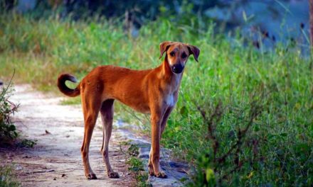 El perro tratado con insecticida reduce la transmisión de leishmaniasis a humanos