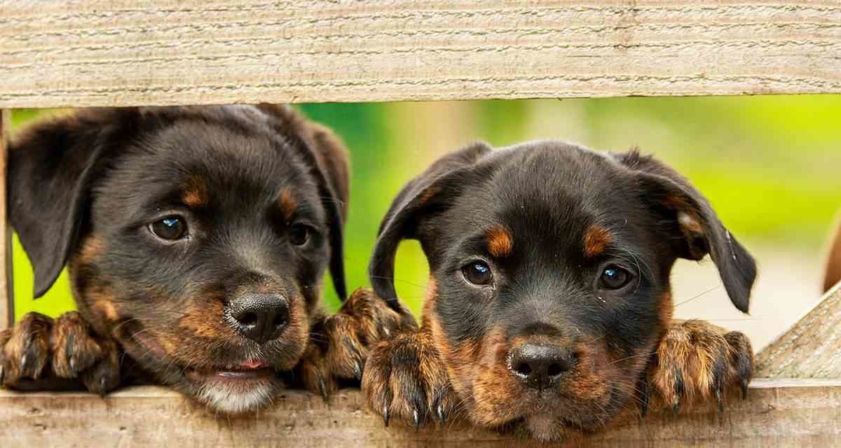 Demostrada en perros la eficacia de un insecticida oral contra la leishmaniasis