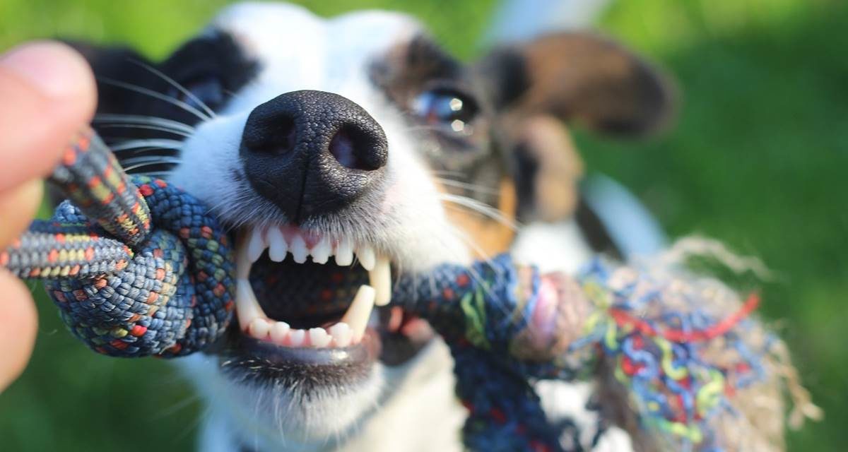 Cepillar los dientes a tu perro: ¿sirve de algo?