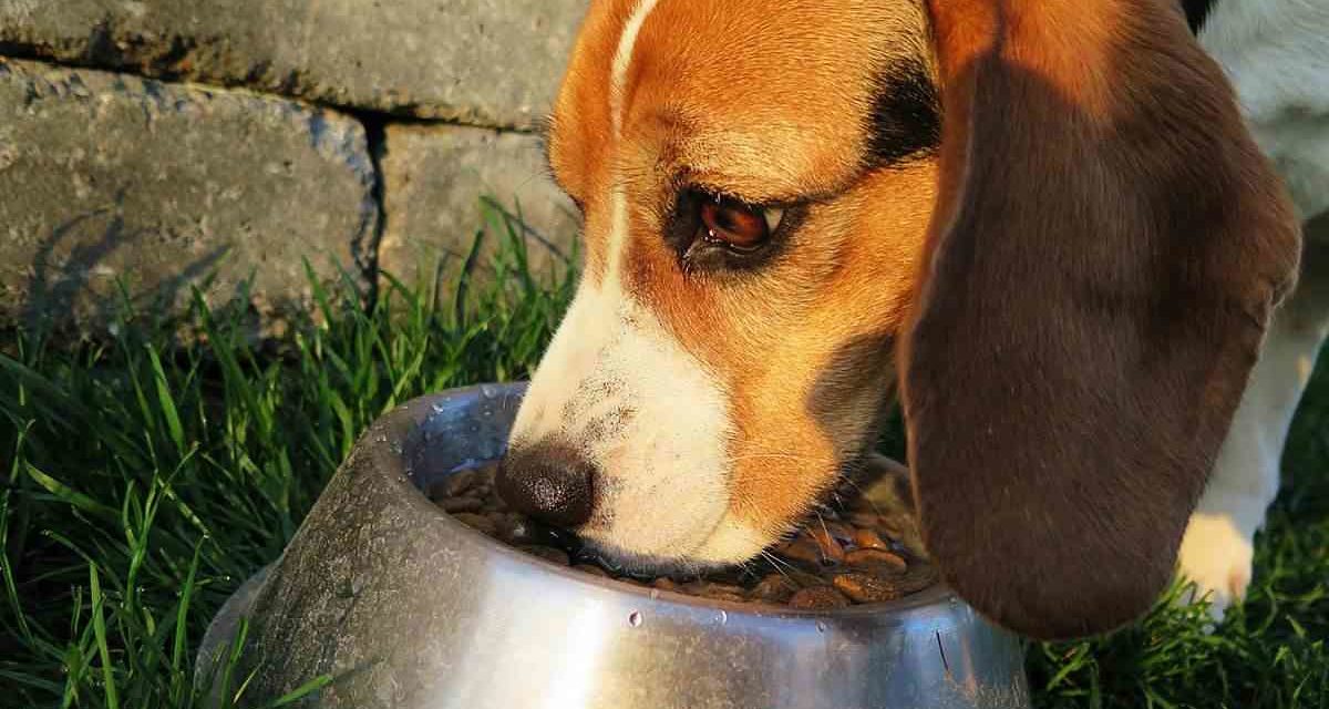 Los preparados de carne cruda para perros contienen altos niveles de bacterias