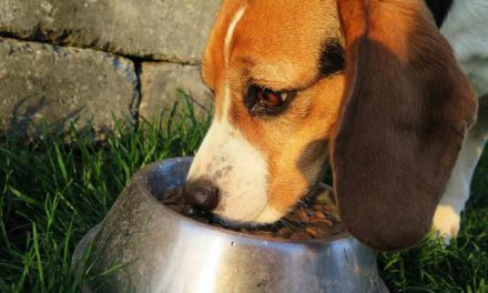 Los preparados de carne cruda para perros contienen altos niveles de bacterias