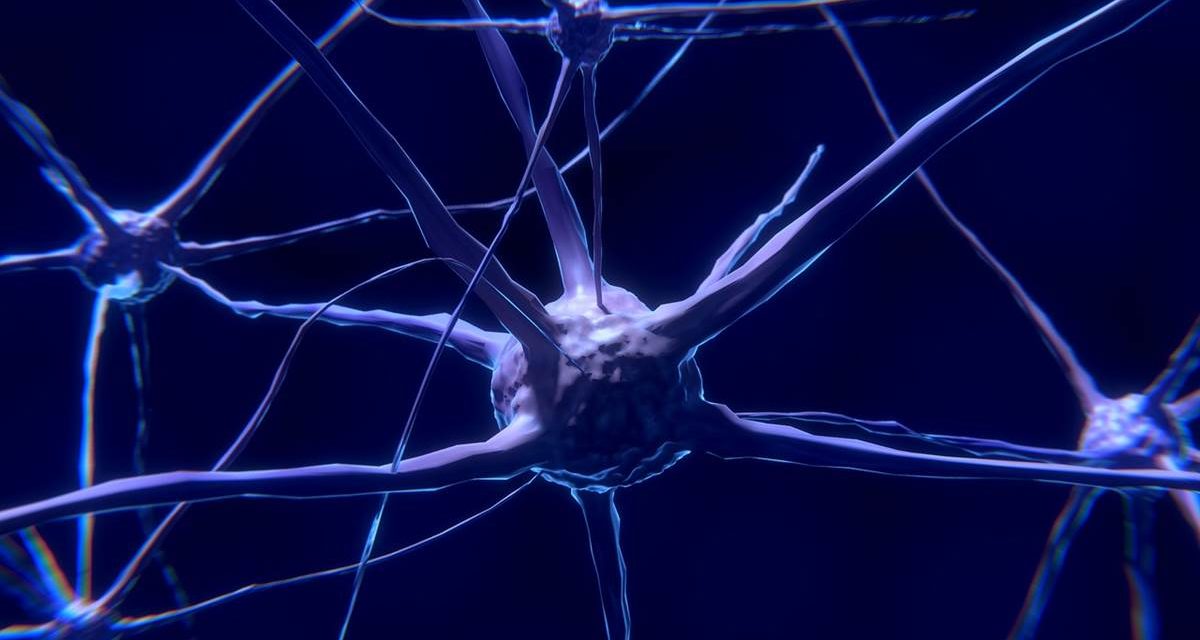 El cerebro humano genera nuevas neuronas hasta los 90 años