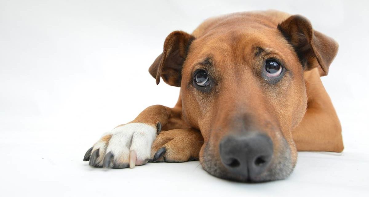 Alzheimer canino: cómo detectar si nuestro perro lo padece