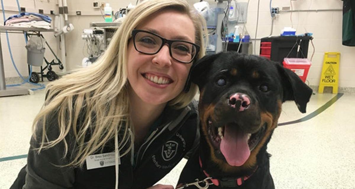 Una rottweiler se recupera de sus quemaduras con injertos de piel de pez