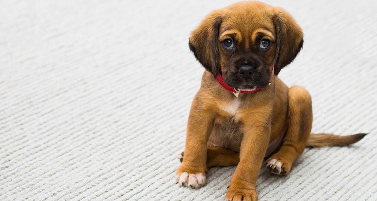 Por qué tu perro te pone ojitos: así se comunica mejor contigo