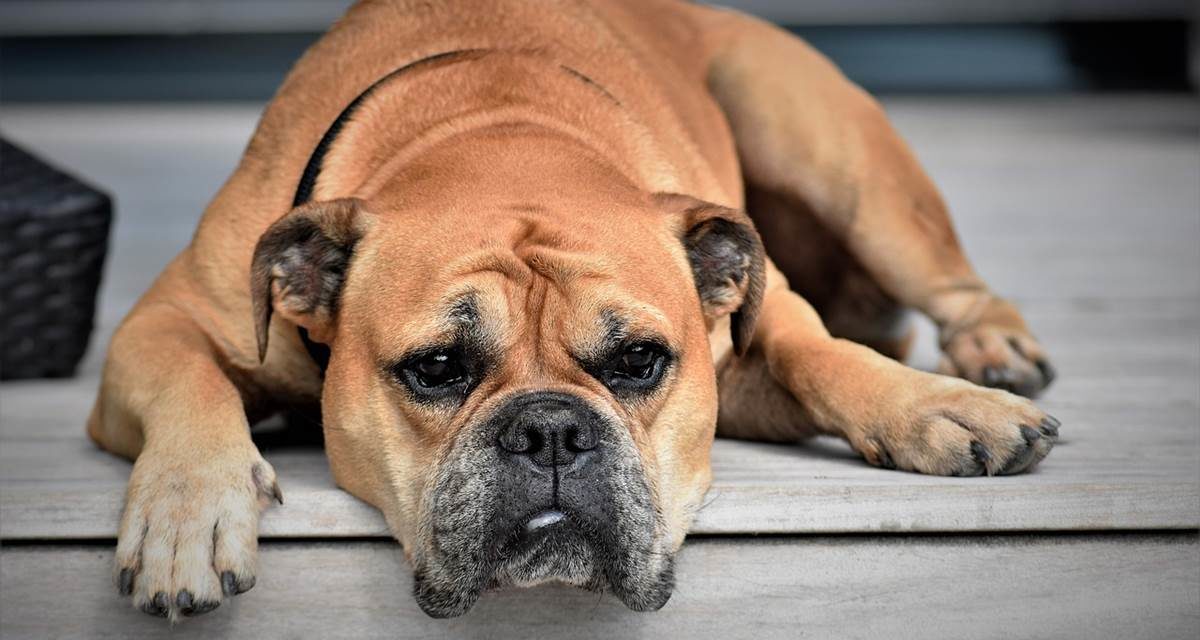 ¿Está mi mascota enfadada porque me he ido de vacaciones sin ella?