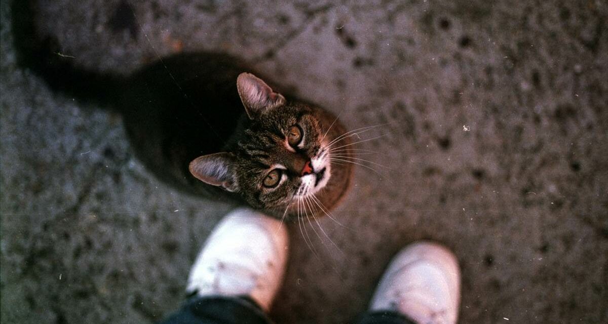 Los gatos también muestran apego con sus dueños