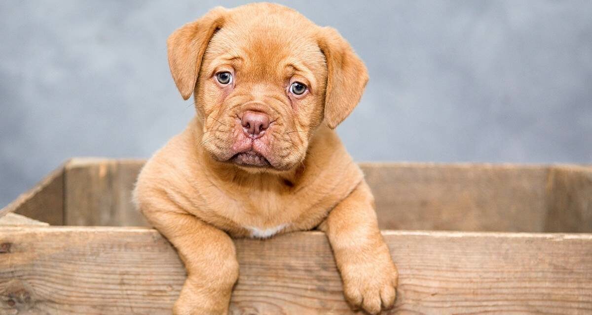 Cómo conseguir que tu cachorro no se haga pis en casa