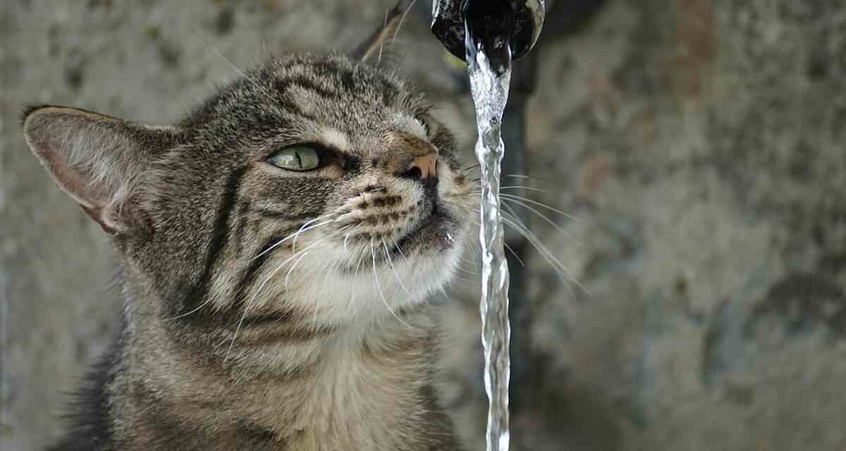 ¿Por qué los gatos prefieren beber agua del grifo?