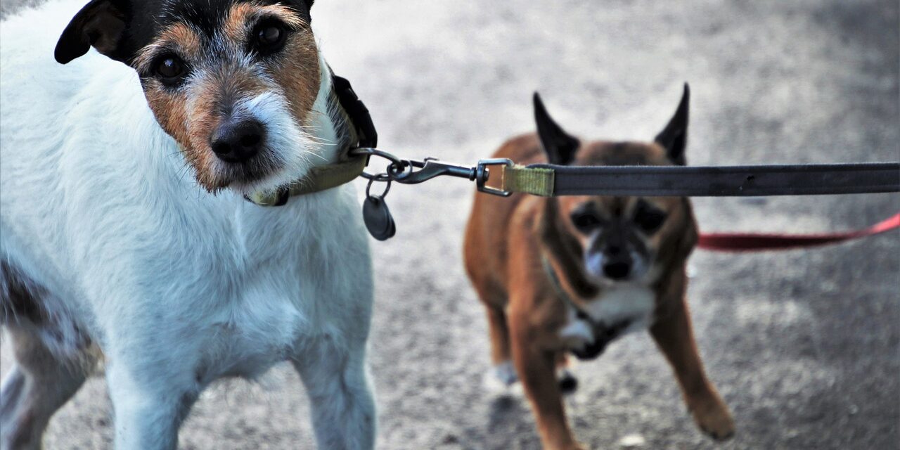 ¿Puedo sacar al perro? Dudas cotidianas sobre el COVID-19